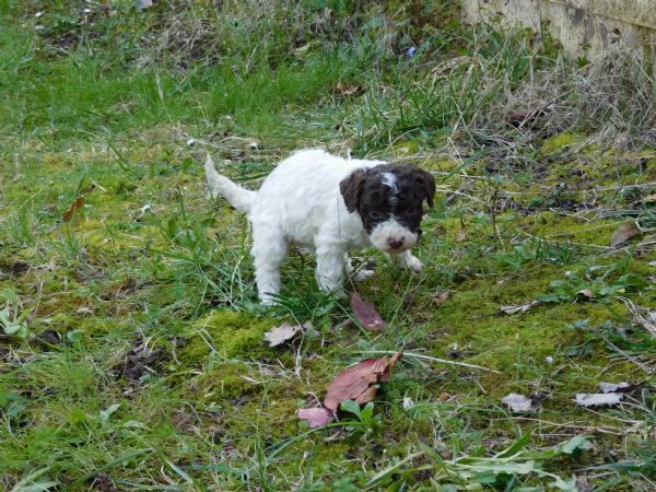 Lagotto Romagnolo | Foto 3