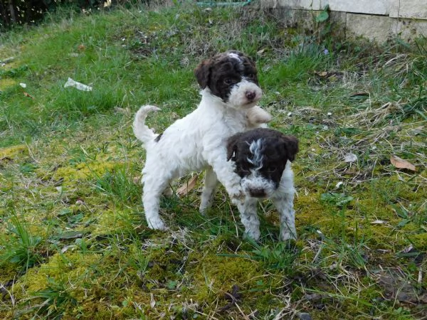 Lagotto Romagnolo | Foto 1