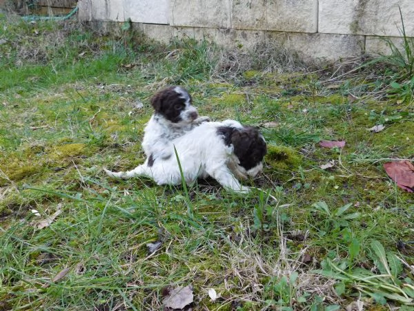 Lagotto Romagnolo | Foto 0