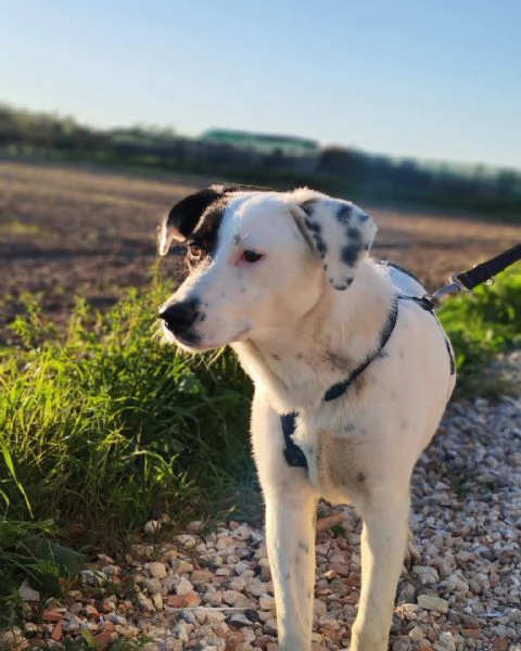 Chloe cucciola di 9 mesi cerca casa | Foto 3