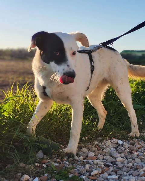 Chloe cucciola di 9 mesi cerca casa | Foto 0