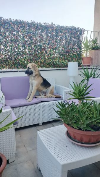 Cedo cucciolone di 15 mesi