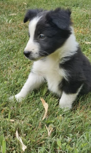 REGALO BORDER COLLIE  | Foto 0