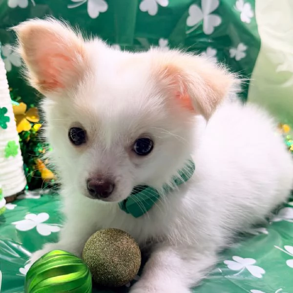  REGALO CHIHUAHUA TOY MERAVIGLIOSI 