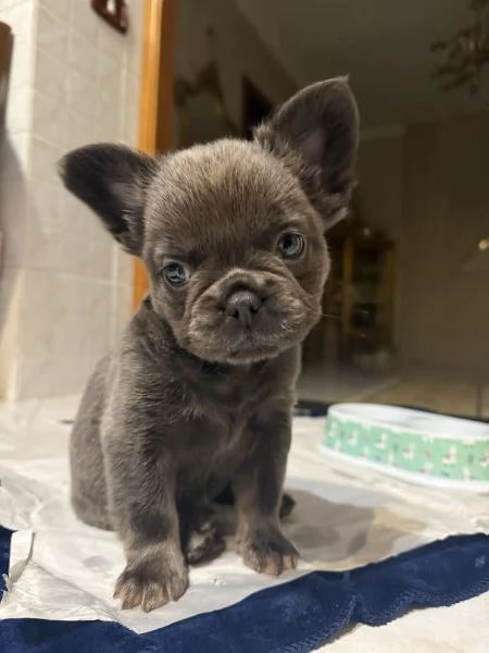 Vendo cucciolo bulldog francese fluffy  | Foto 0