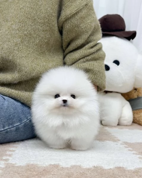 Cucciolo di Pomerania Mini Toy, maschio e femmina, amante del divertimento | Foto 1