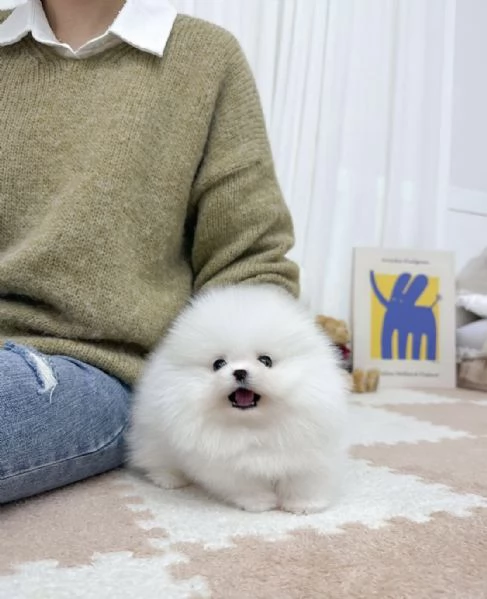 Cucciolo di Pomerania Mini Toy, maschio e femmina, amante del divertimento | Foto 0