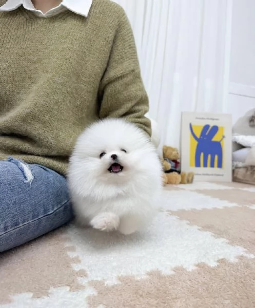 Cucciolo di Pomerania Mini Toy, maschio e femmina, amante del divertimento