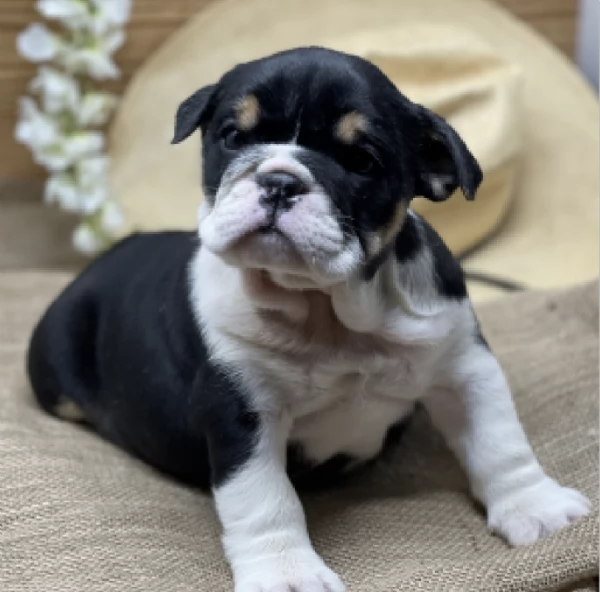  REGALO   BULLDOG INGLESE
