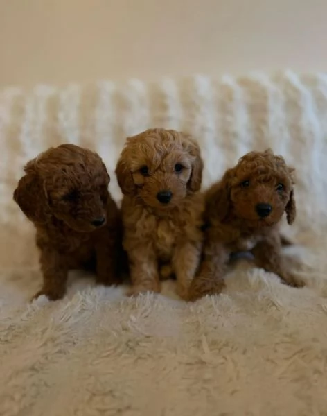 cuccioli di barboncino | Foto 2