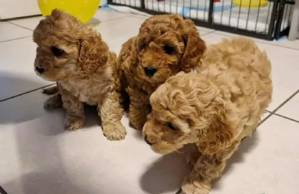 cuccioli di barboncino