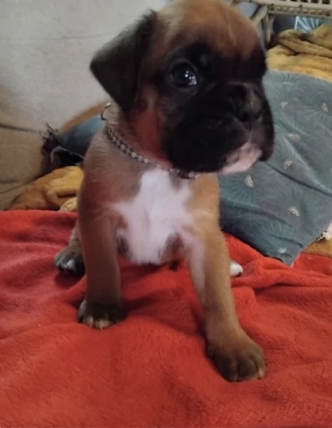  REGALO BOXER | Foto 0