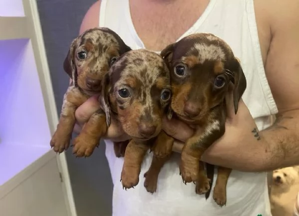 Cuccioli di Bassotto Nano