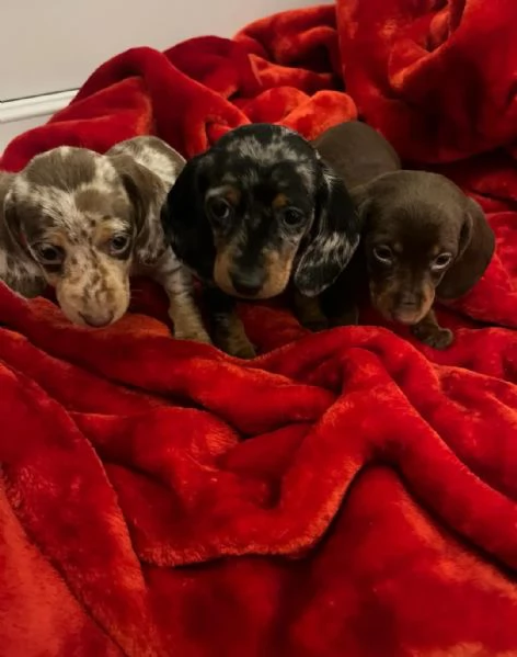 Cuccioli di Bassotto Nano | Foto 2