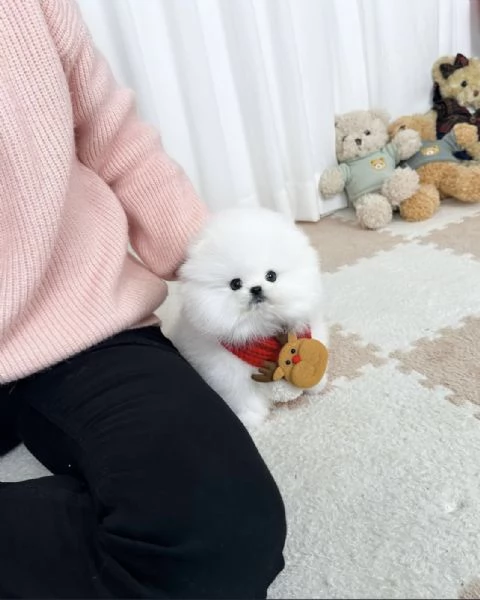 Cucciolo di Volpino Pomerania | Foto 2