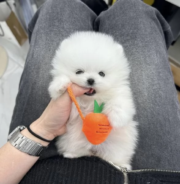 Cucciolo di Volpino Pomerania | Foto 0