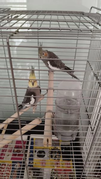 Regalo coppia di calopsite da privato  | Foto 1