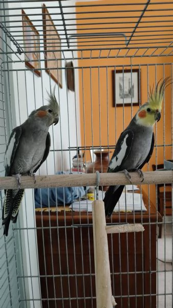 Regalo coppia di calopsite da privato 