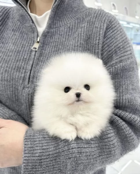 Cucciolo di Volpino Pomerania in adozione | Foto 1