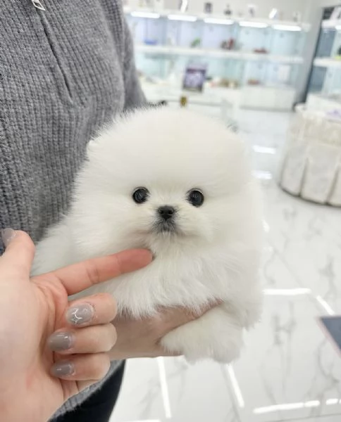 Cucciolo di Volpino Pomerania in adozione | Foto 0