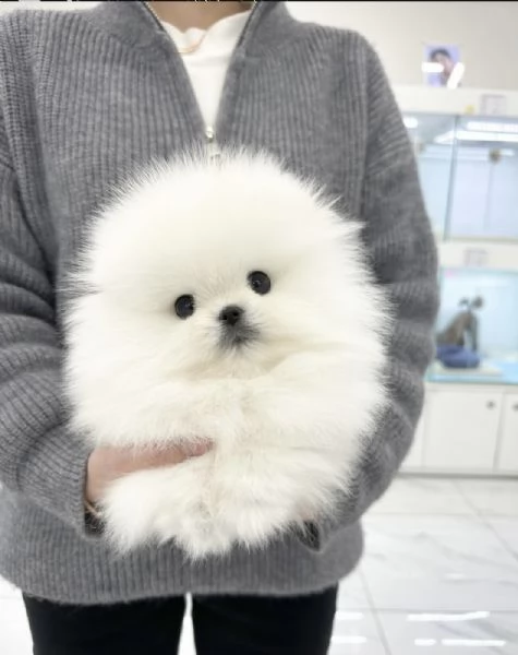Cucciolo di Volpino Pomerania in adozione