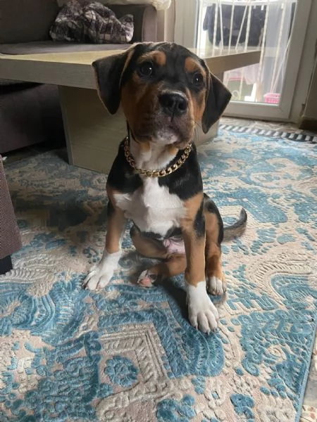 cucciolo di amstaff tricolor 