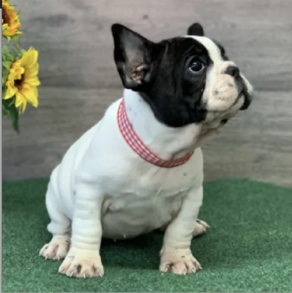 REGALO BOULEDOGUE FRANCESE | Foto 0