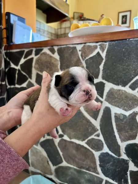 Bulldog francesi con pedigree | Foto 3
