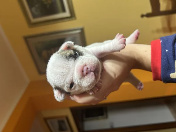 Bulldog francesi con pedigree | Foto 2