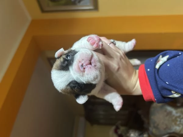 Bulldog francesi con pedigree | Foto 1