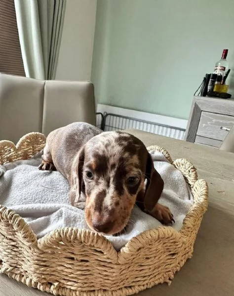 Cuccioli di Bassotto  | Foto 1