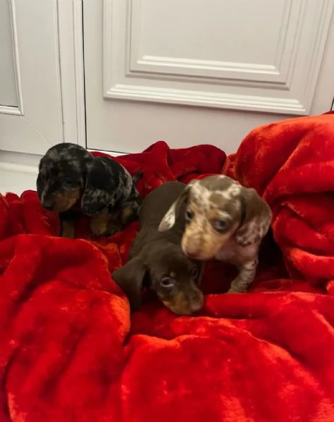 Cuccioli di Bassotto  | Foto 0