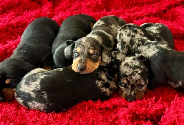 Cuccioli di Bassotto  | Foto 5