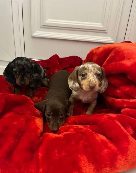 Cuccioli di Bassotto | Foto 4