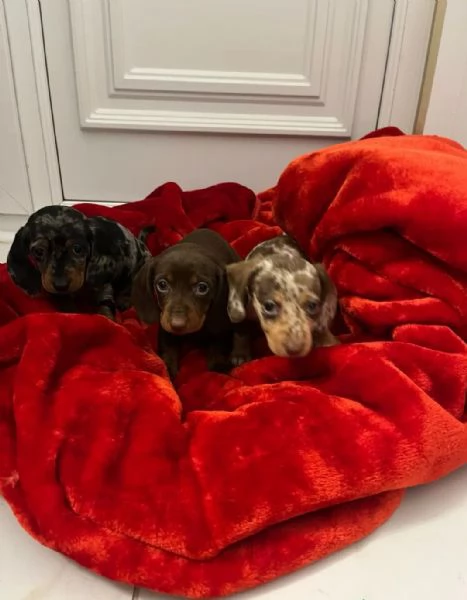 Cuccioli di Bassotto  | Foto 6