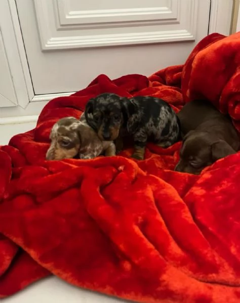 Cuccioli di Bassotto  | Foto 0