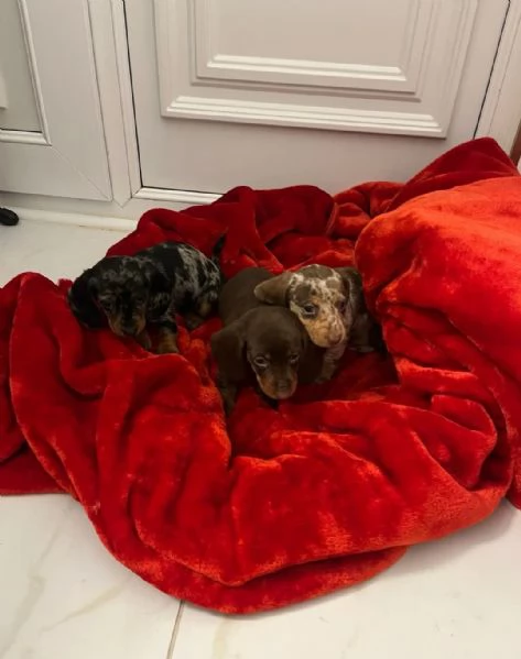 Cuccioli di Bassotto  | Foto 5