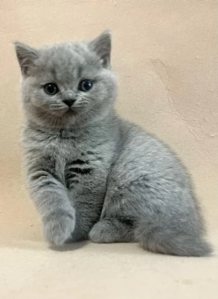 Gatti British shorthair