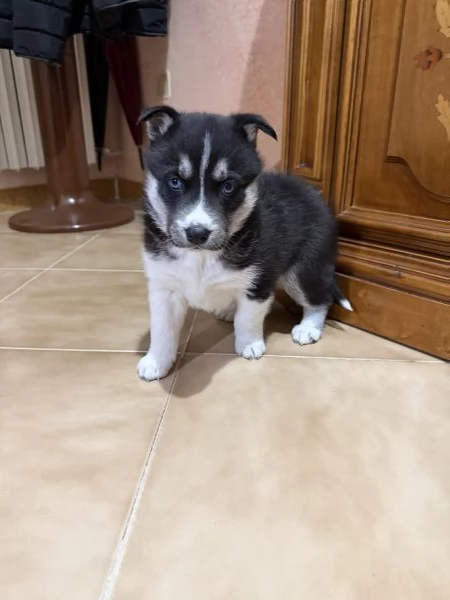 Husky siberiano  | Foto 0