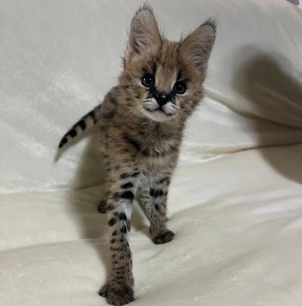 Disponibile un simpatico gattino serval