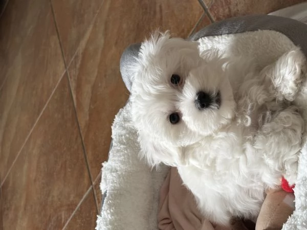 Cucciolo maletese toy 