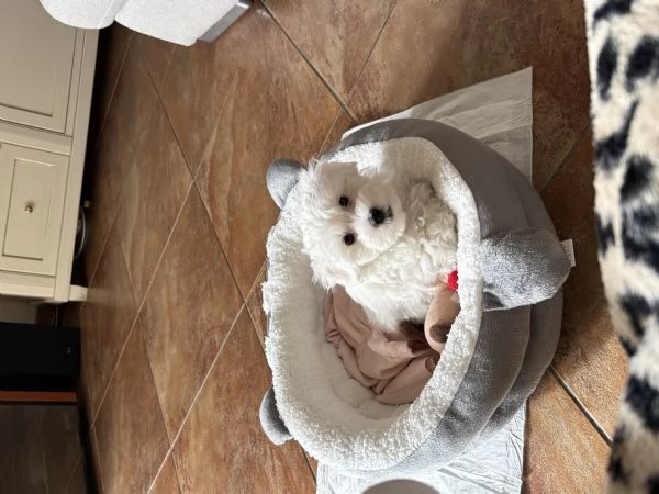 Cucciolo maletese toy  | Foto 1