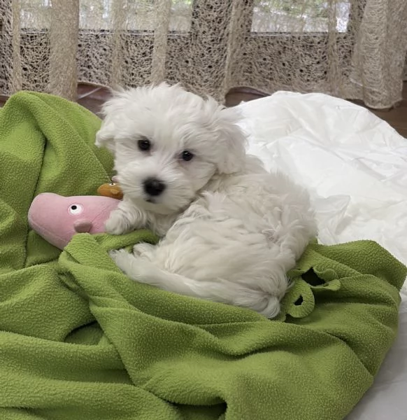 Cucciolo maletese toy  | Foto 0