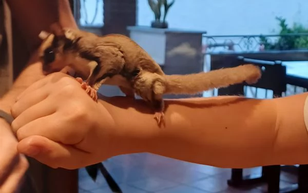 Petauro femmina | Foto 1