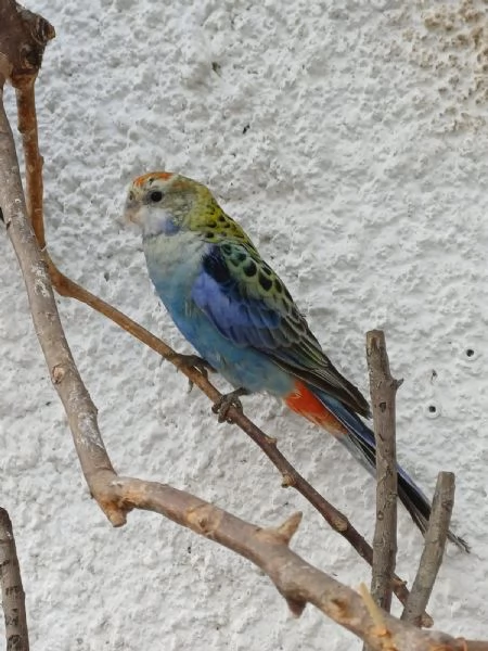 Rosella Pallida