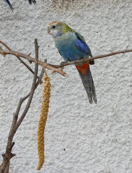 Rosella Pallida | Foto 2
