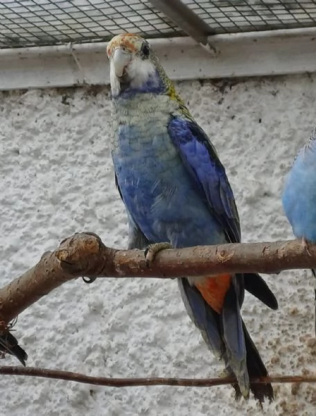 Rosella Pallida | Foto 1