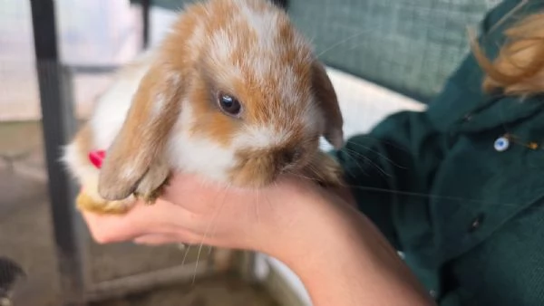 Coniglio Ariete  | Foto 4