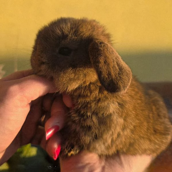 Coniglio Ariete  | Foto 3