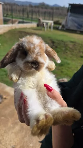 Coniglio Ariete  | Foto 1